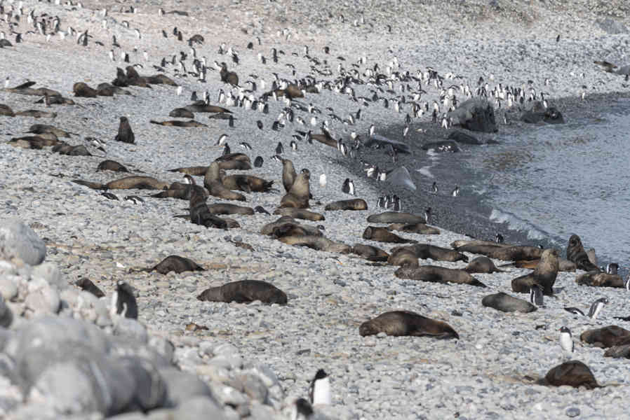 Lobos Marinos Antárticos y Pingüinos Gentoo - isla Robert - islas Shetland del Sur 02.jpg